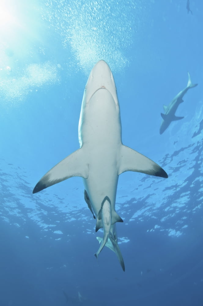 Oceanic blacktip shark with remora in the waters of Aliwal Shoal South Africa Canvas Art - Mathieu MeurStocktrek Images (23 x 34)