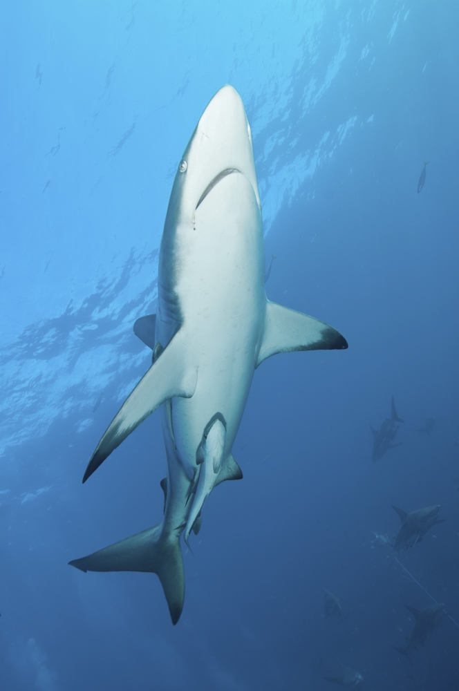 Oceanic blacktip shark with remora in the waters of Aliwal Shoal South Africa Canvas Art - Mathieu MeurStocktrek Images (23 x 34)