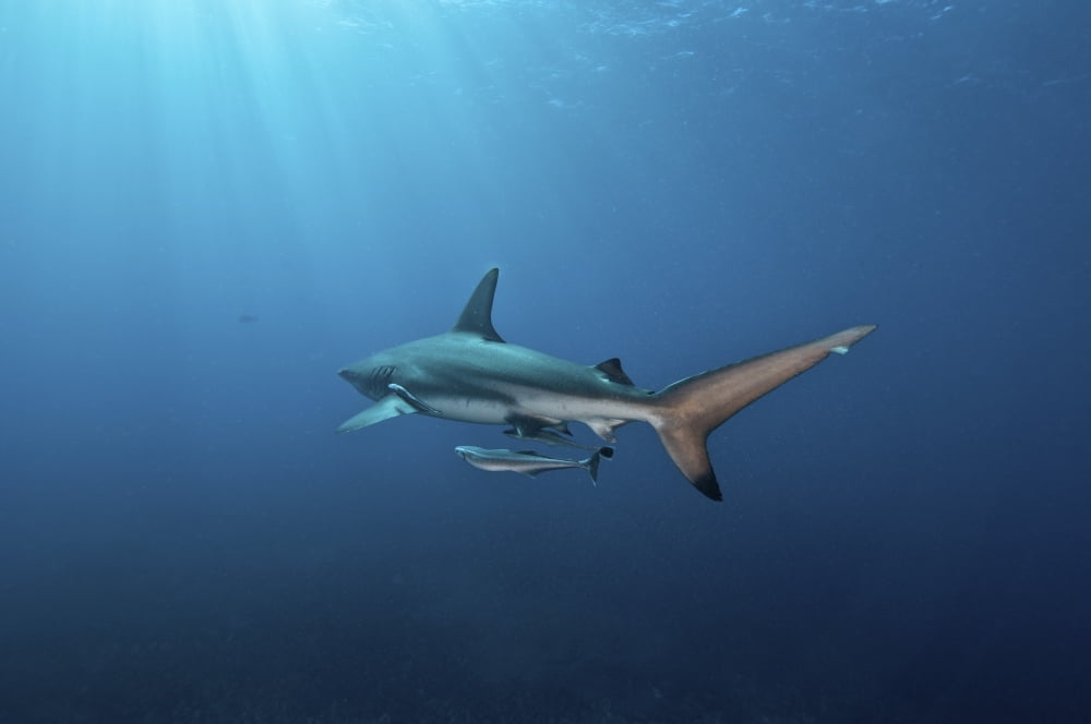 Oceanic blacktip shark with remora in the waters of Aliwal Shoal South Africa Canvas Art - Mathieu MeurStocktrek Images (34 x 23)
