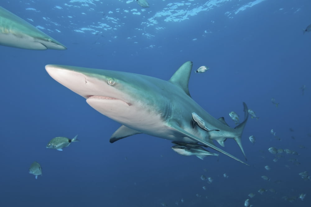 Oceanic blacktip shark with remora in the waters of Aliwal Shoal South Africa Canvas Art - Mathieu MeurStocktrek Images (34 x 23)