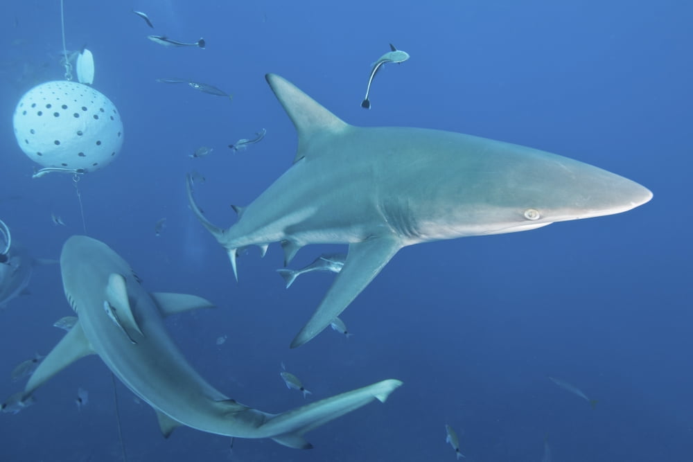 Oceanic blacktip sharks fighting for food near a bait ball filled with sardines Canvas Art - Mathieu MeurStocktrek Images (17 x 12)