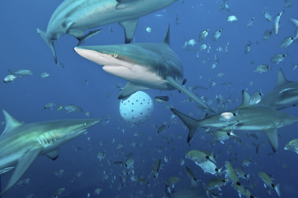 Oceanic blacktip sharks fighting for food near a bait ball filled with sardines Canvas Art - Mathieu MeurStocktrek Images (34 x 23)