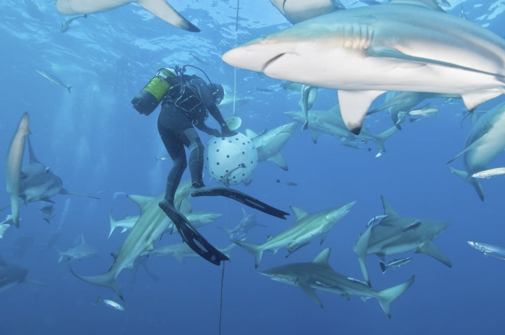 Oceanic blacktip sharks waiting for food from a diver near a bait ball Canvas Art - Mathieu MeurStocktrek Images (17 x 12)