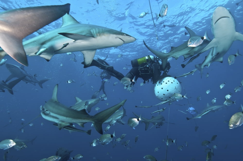 Oceanic blacktip sharks waiting for food from a diver near a bait ball Canvas Art - Mathieu MeurStocktrek Images (17 x 12)