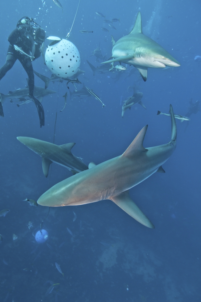 Oceanic blacktip sharks waiting for food from a diver near a bait ball Canvas Art - Mathieu MeurStocktrek Images (23 x 34)