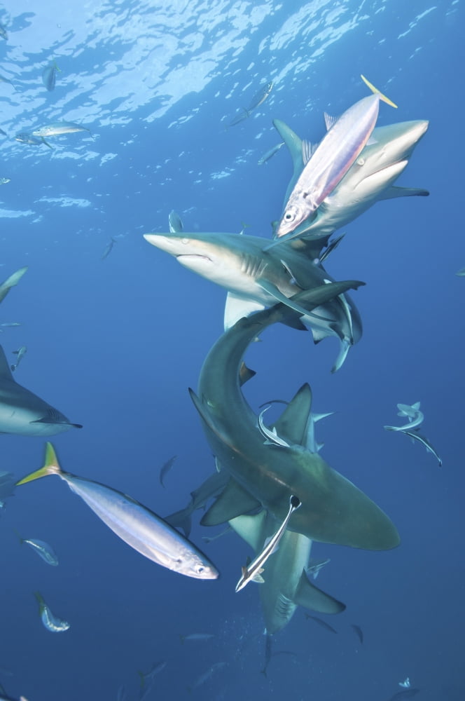 Oceanic blacktip sharks with remora and fusiliers swimming around Canvas Art - Mathieu MeurStocktrek Images (23 x 34)