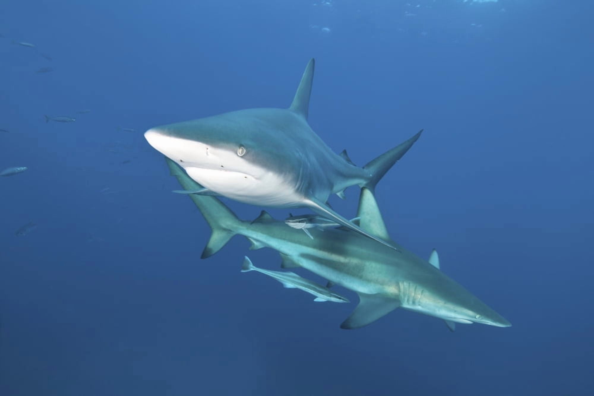 Oceanic blacktip sharks with remora in the waters of Aliwal Shoal South Africa Canvas Art - Mathieu MeurStocktrek Images (17 x 12)