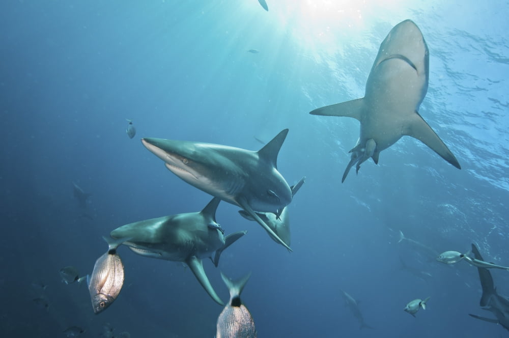 Oceanic blacktip sharksin the waters of Aliwal Shoal South Africa Canvas Art - Mathieu MeurStocktrek Images (34 x 23)