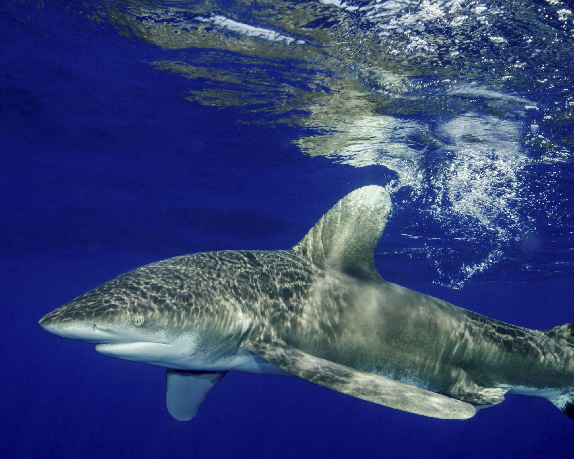 Oceanic whitetip shark Cat Island Bahamas Canvas Art - Brent BarnesStocktrek Images (31 x 25)