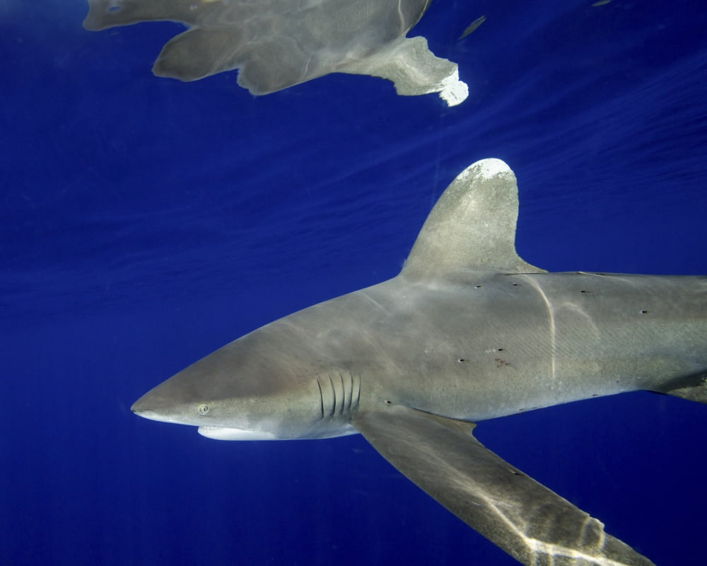 Oceanic whitetip shark with dorsal fin reflection Canvas Art - Brent BarnesStocktrek Images (16 x 13)