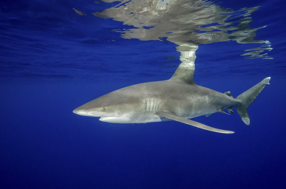Oceanic whitetip shark with reflection Cat Island Bahamas Canvas Art - Brent BarnesStocktrek Images (17 x 12)