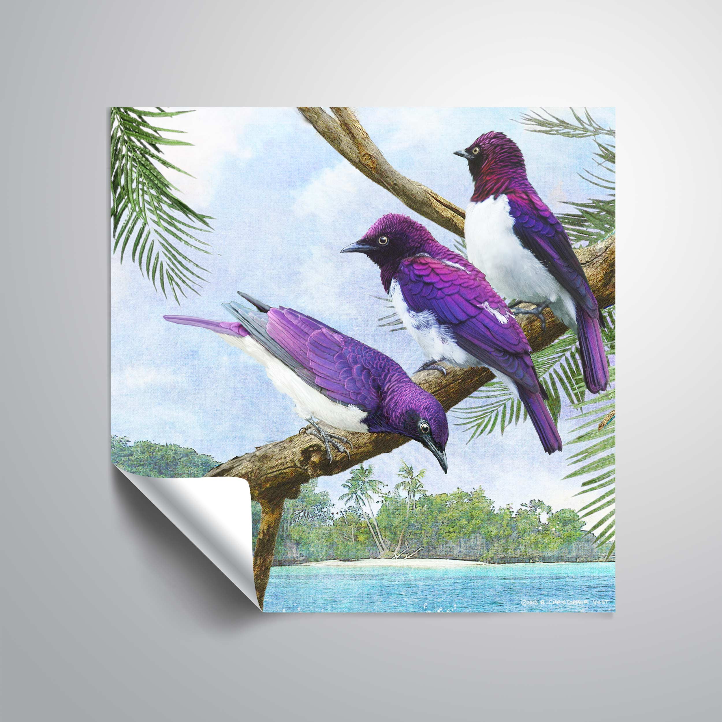 Oceanside Purple Starlings