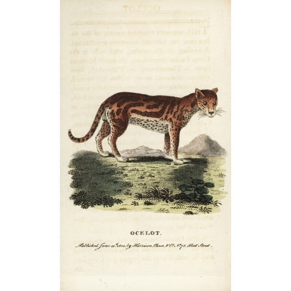 Ocelot Or Dwarf Leopard, Leopardus Pardalis Poster Print By ® Florilegius Mary Evans (18 X 24)