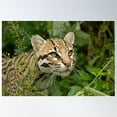 thumbnail image 1 of Ocelot Poster Wall Art, Modern Wall Decor For Living Room Bedroom, 8x12 UNFRAMED, 1 of 2