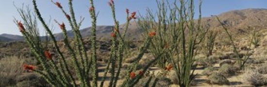 Ocotillo Anza Borrego Desert State Park CA Canvas Art - Panoramic Images (36 x 12)