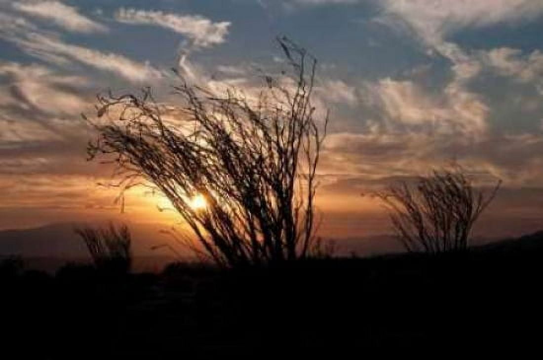 Ocotillo Cactus I Canvas Art - Erin Berzel (20 x 28)
