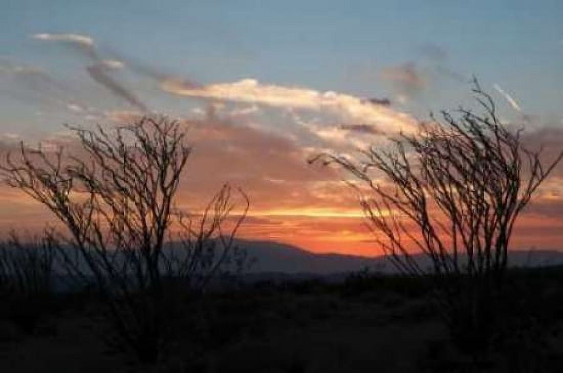 Ocotillo Cactus III Canvas Art - Erin Berzel (20 x 28)
