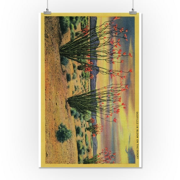 Ocotillo Flowers in Bloom, California Desert - Vintage Poster (16x24 Giclee Gallery Print, Wall Decor Travel Poster)