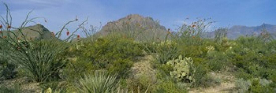 Ocotillo Plants In A Park Big Bend National Park Texas USA Canvas Art - Panoramic Images (18 x 6)
