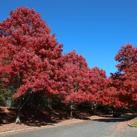 Brighter Blooms - October Glory Red Maple Tree, 5-6 ft. - No Shipping to AK, AZ, HI