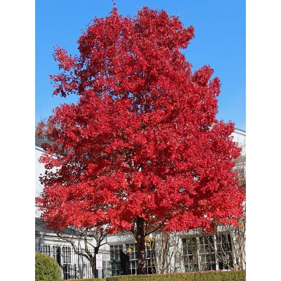 October Glory Swamp Red Maple Tree- Deciduous Shade Tree with Crimson Foliage- Perfect for Landscaping & Fall Color Displays 15 Gallon