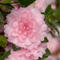 thumbnail image 1 of Southern Living October Magic Perplexion Camellia Live Shrub in 2.5-Quart Grower Pot, 1 of 5