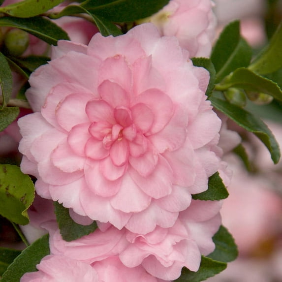 Southern Living October Magic Perplexion Camellia Live Shrub in 2.5-Quart Grower Pot