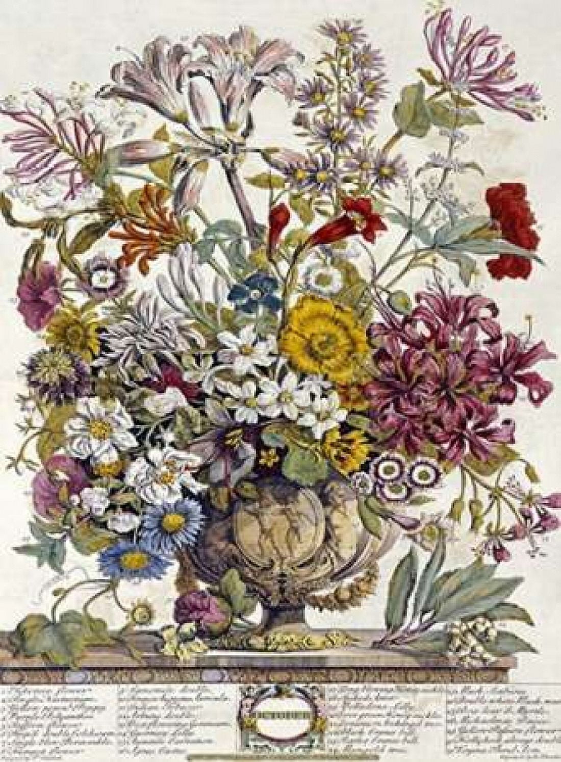 October - Twelve Months of Flowers Canvas Art - Robert Furber (20 x 28)