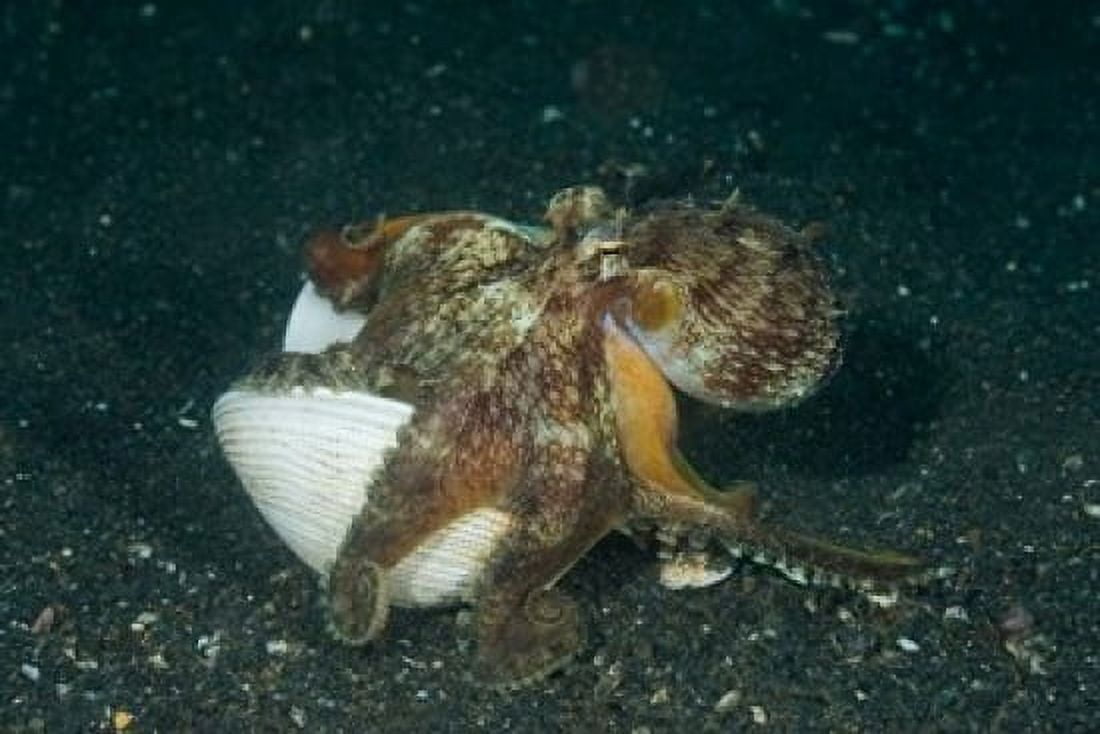 Octopus Canvas Art - Jaynes Gallery DanitaDelimont (26 x 18)