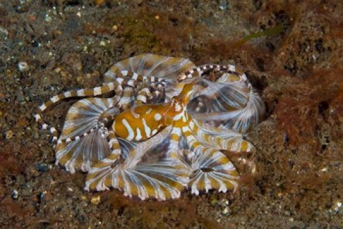 Octopus Indonesia Canvas Art - Jaynes Gallery  DanitaDelimont (26 x 18)