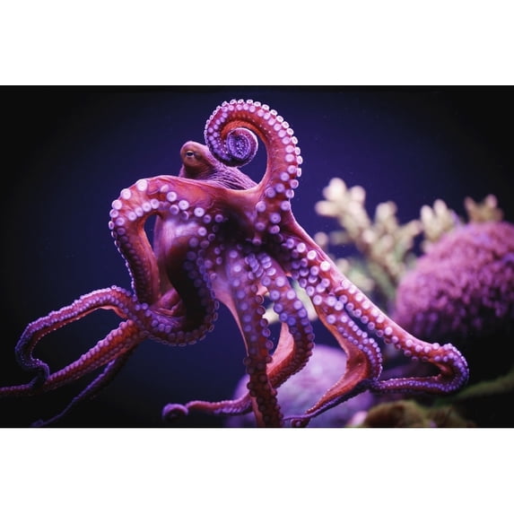 Octopus;Israel Poster Print