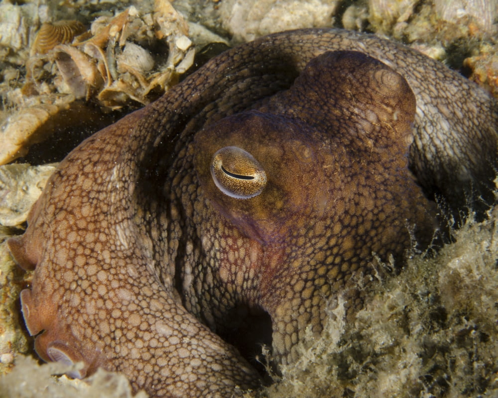 Octopus head West Palm Beach Florida Canvas Art - Brent BarnesStocktrek Images (16 x 13)