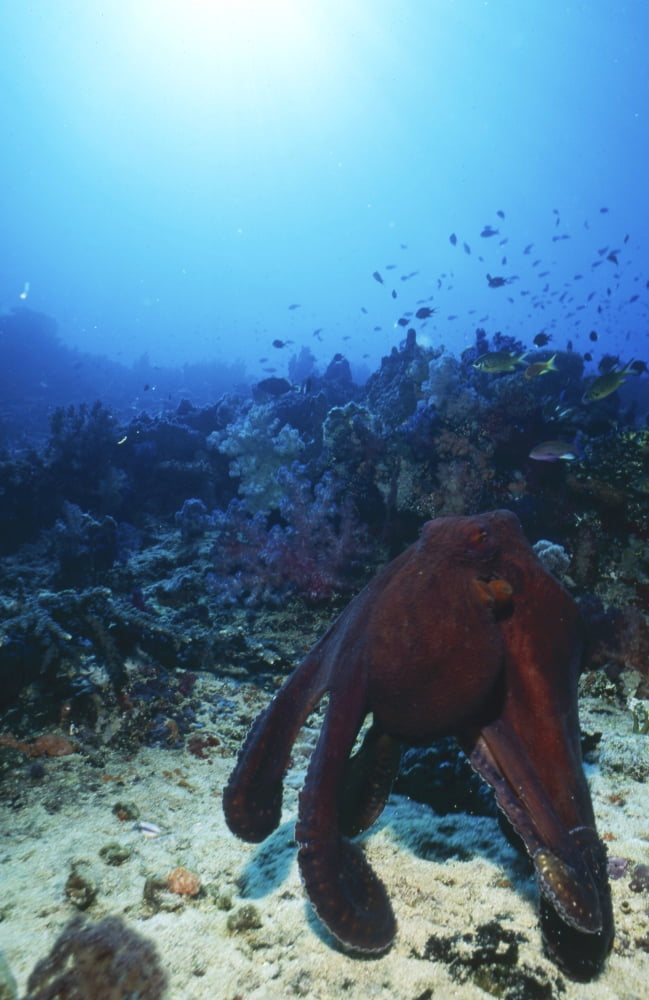 Octopus macropus Fiji Canvas Art - Beverly FactorStocktrek Images (23 x 35)