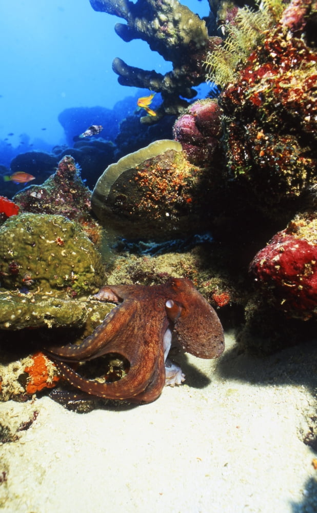 Octopus macropus Thailand Canvas Art - Beverly FactorStocktrek Images (22 x 36)