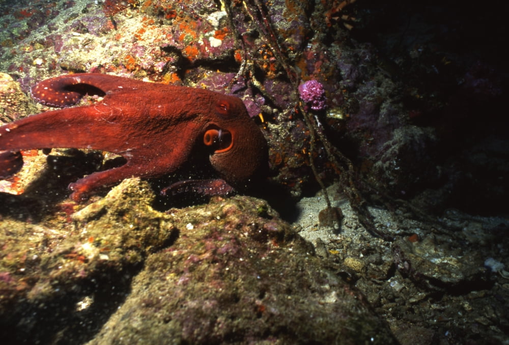 Octopus macropus Thailand Canvas Art - Beverly FactorStocktrek Images (34 x 23)