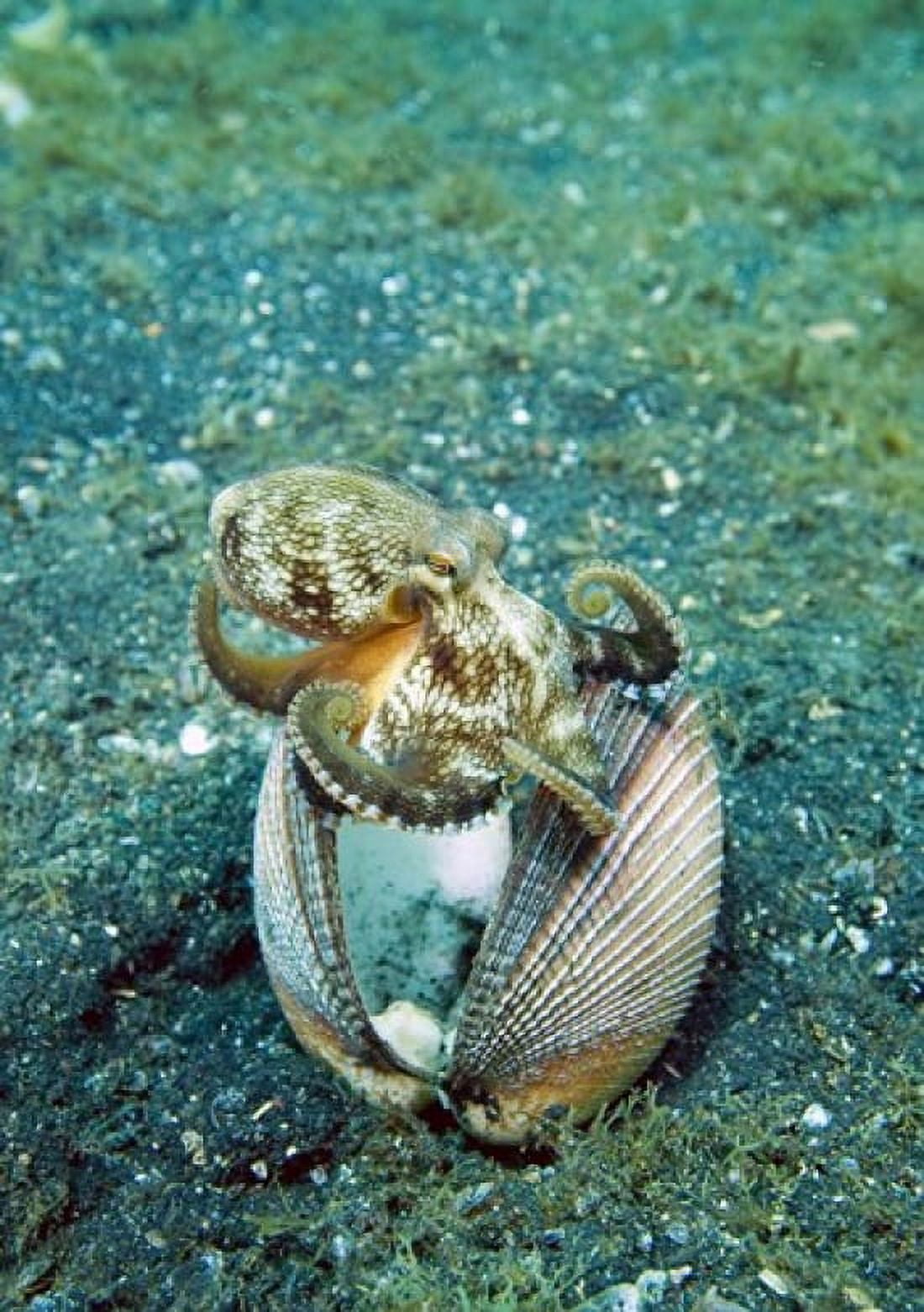 Octopus marine life Canvas Art - Jaynes Gallery DanitaDelimont (18 x 26)