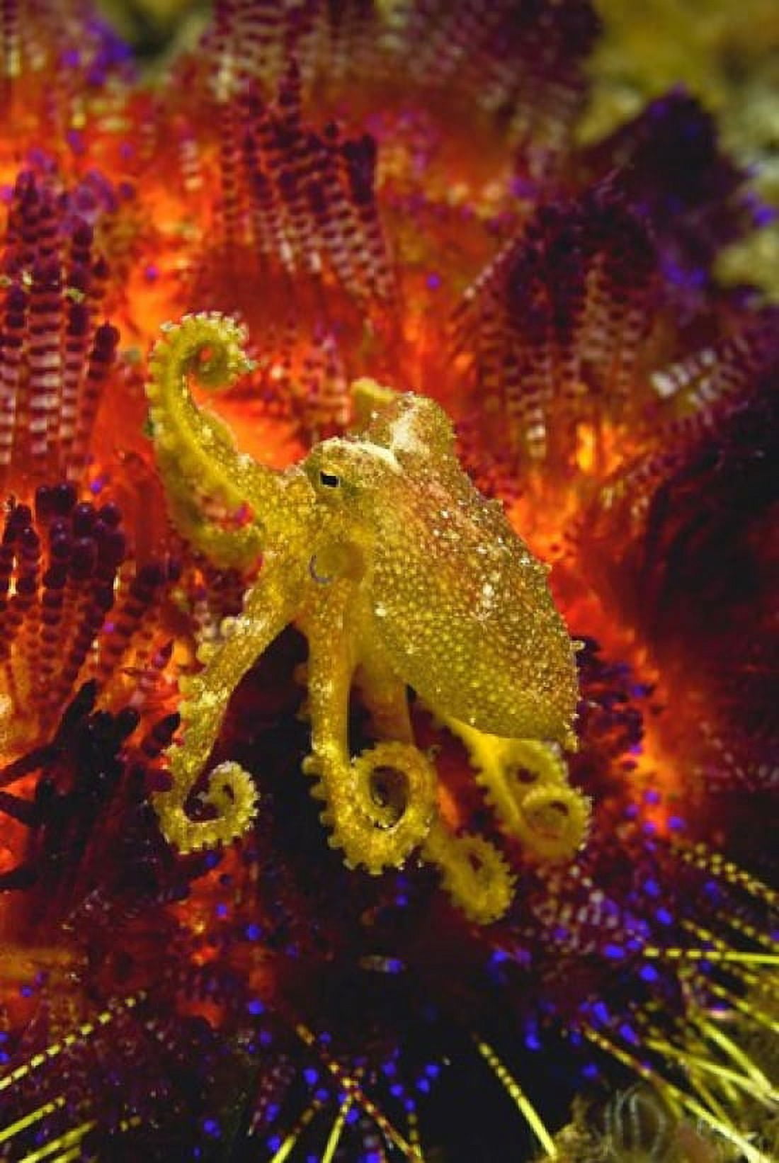 Octopus marine life Canvas Art - Jaynes Gallery DanitaDelimont (18 x 26)