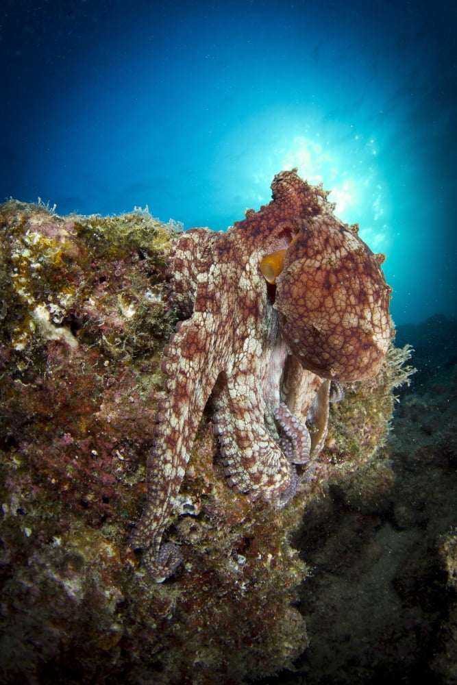 Octopus posing on reef La Paz Mexico Canvas Art - Todd WinnerStocktrek Images (12 x 18)