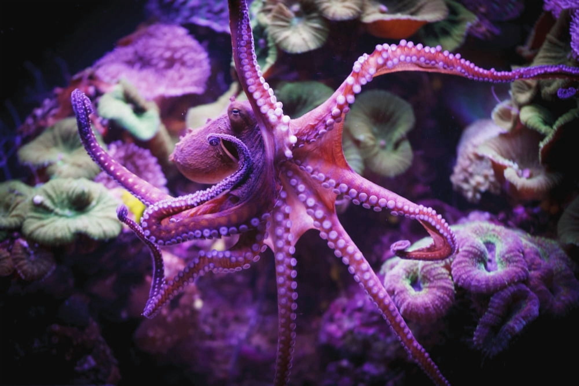OctopusIsrael Canvas Art - Reynold Mainse Design Pics (38 x 24)