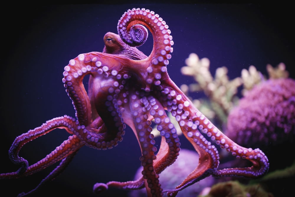OctopusIsrael Canvas Art - Reynold Mainse Design Pics (38 x 24)