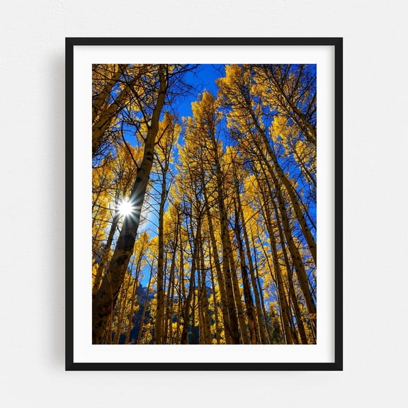 An Ode to the Aspens - Snowmass Colorado Photography Forest Autumn Nature Woodland Scenic Landscape Mystical Black Framed Wall Art Print 18 x 24 inches