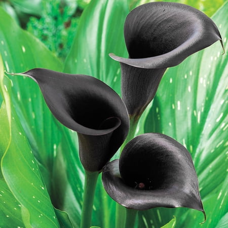 Odessa Calla Lily Dormant Summer Flowering Bulbs (5-Pack)