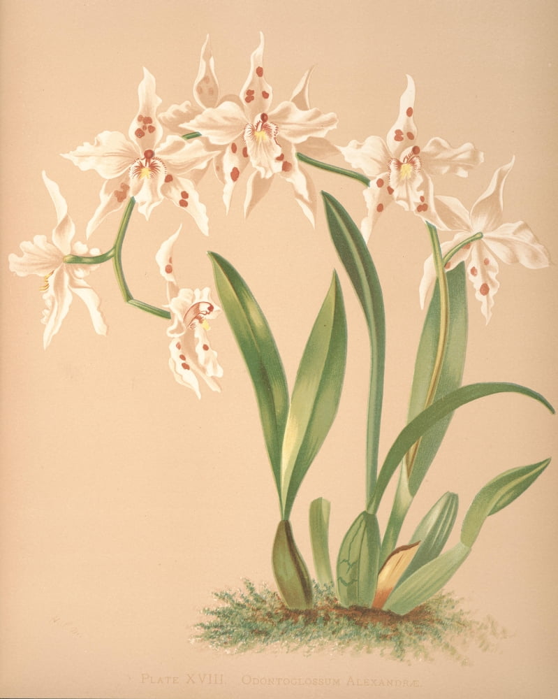 Odonoglossum Alexandrae Canvas Art - HS Miner (18 x 24)