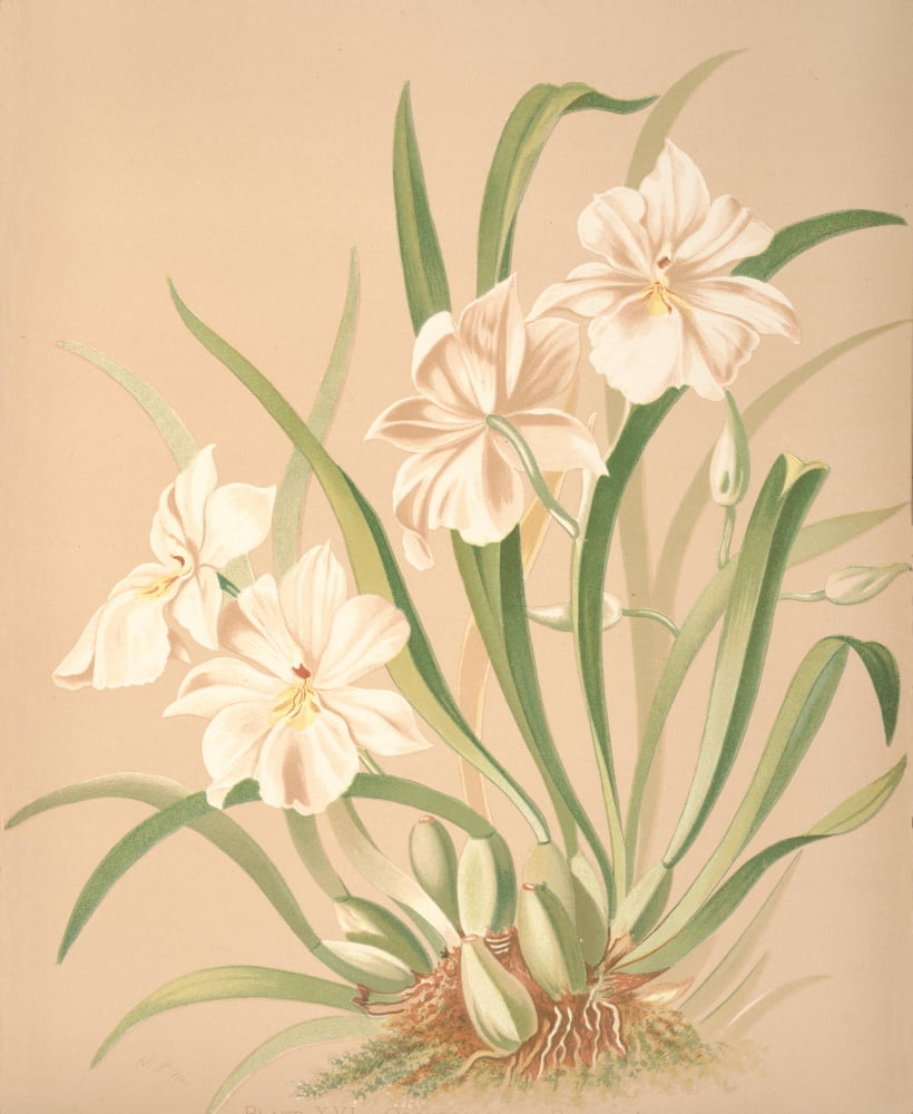 Odontoglossum Canvas Art - HS Miner (18 x 24)