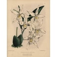 thumbnail image 1 of Odontoglossum Hybrid Orchid With White Flowersa Poster Print By ® Florilegius Mary Evans (24 X 36), 1 of 3