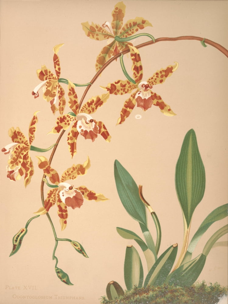 Odontoglossum Triumphans Canvas Art - HS Miner (18 x 24)