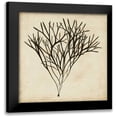 thumbnail image 1 of Oeder, Georg C. 12x12 Black Modern Framed Museum Art Print Titled - Vintage Seaweed V, 1 of 5