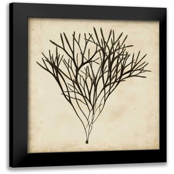 Oeder, Georg C. 12x12 Black Modern Framed Museum Art Print Titled - Vintage Seaweed V