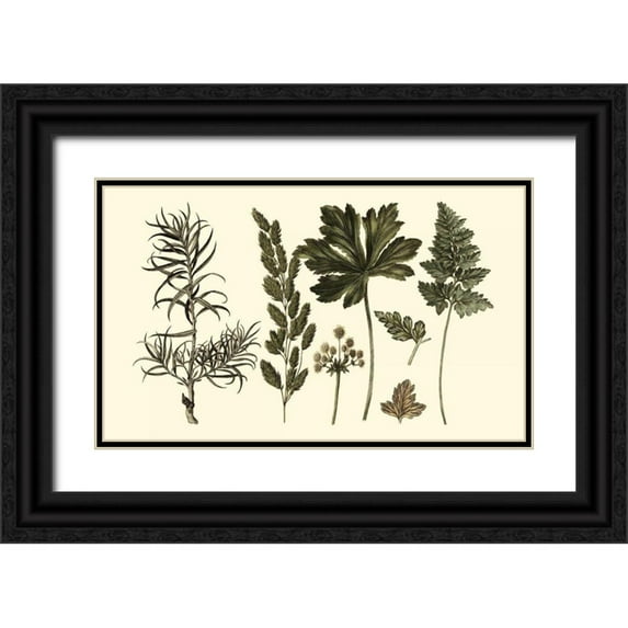 Oeder, Georg C. 14x10 Black Ornate Wood Framed with Double Matting Museum Art Print Titled - Fern Leaf Folio II