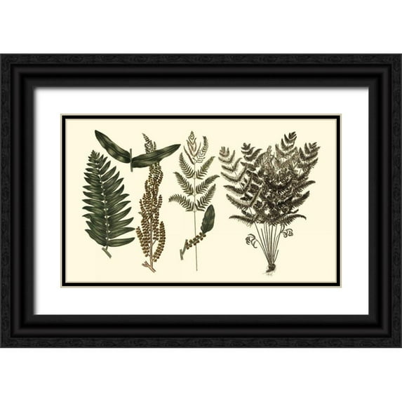 Oeder, Georg C. 14x10 Black Ornate Wood Framed with Double Matting Museum Art Print Titled - Fern Leaf Folio I